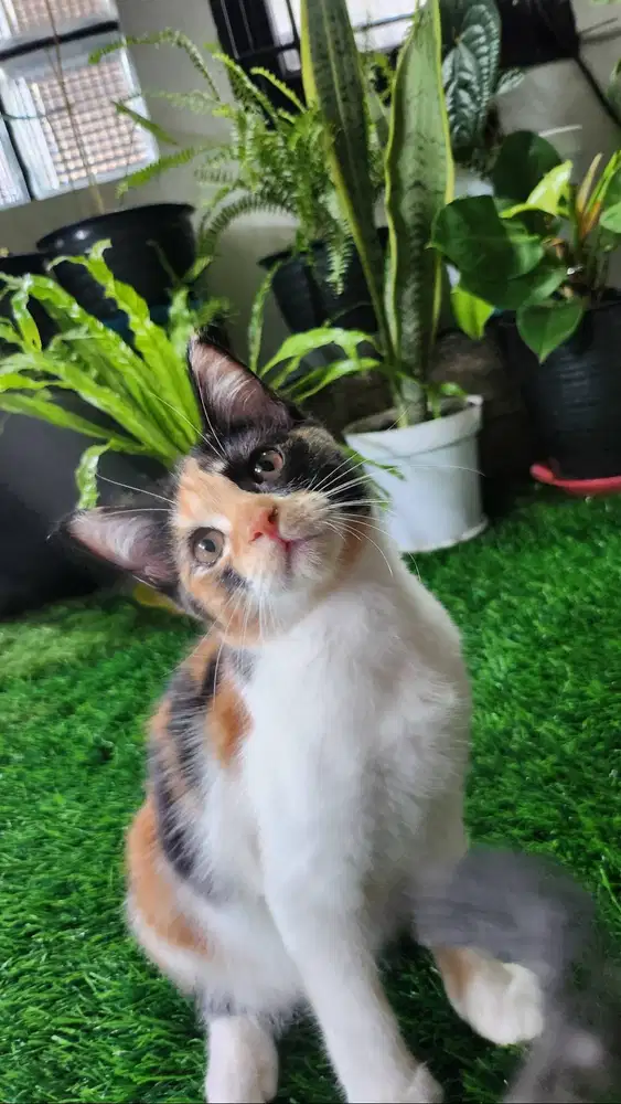 Kitten  Mainecoon calico