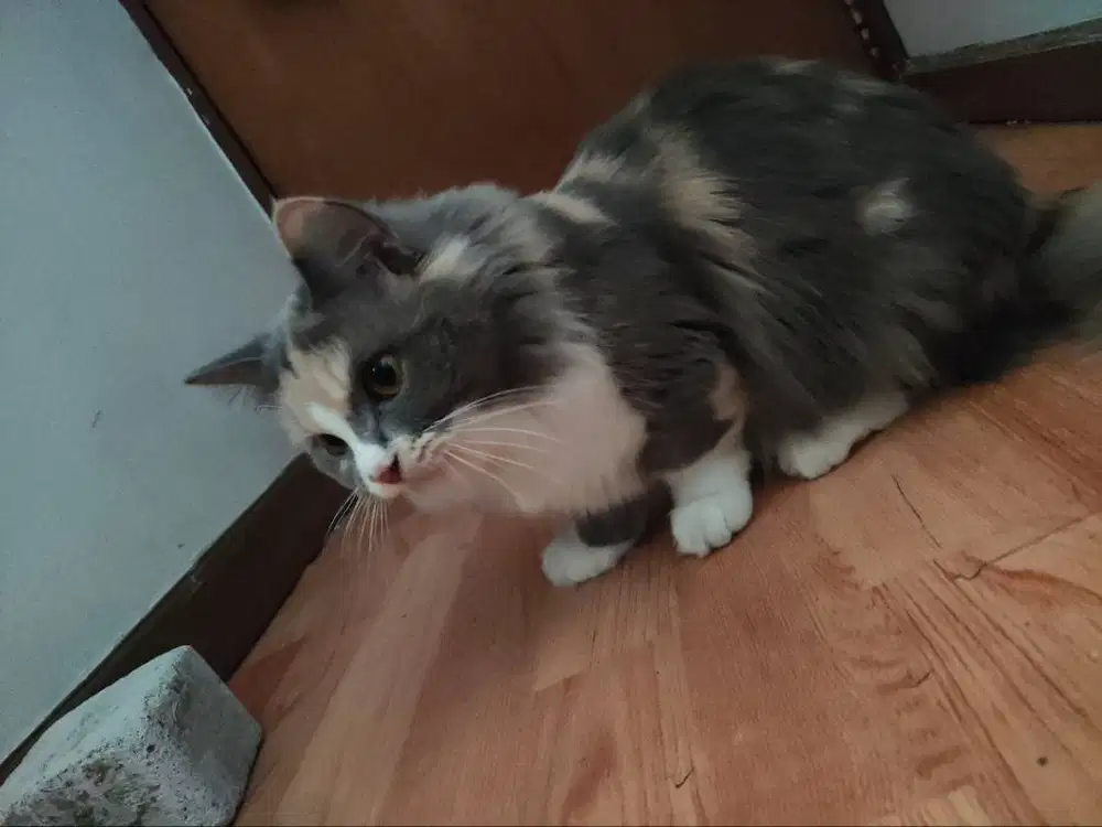 Kucing Munchkin Calico Longhair