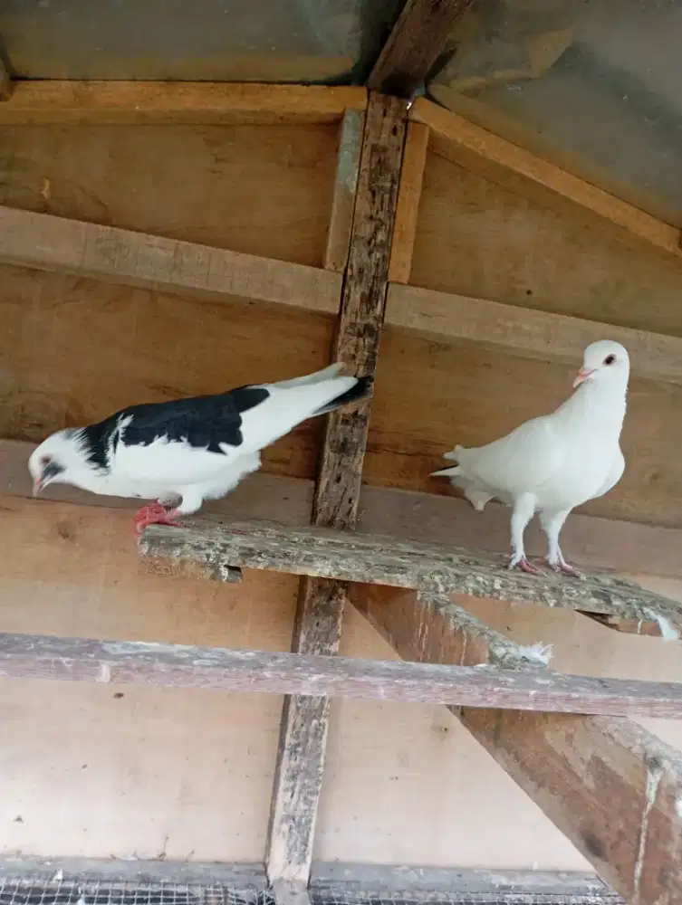 Jual burung merpati