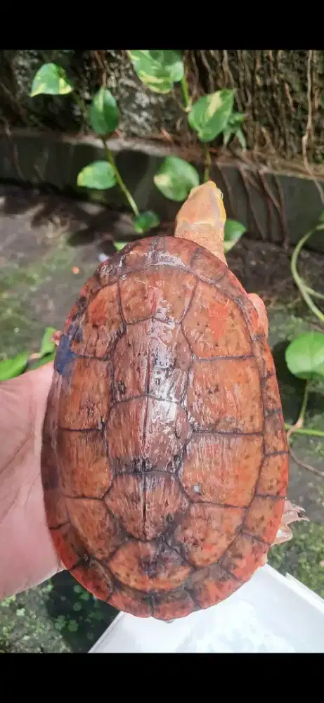 Dada merah jantan cocok untuk indukan