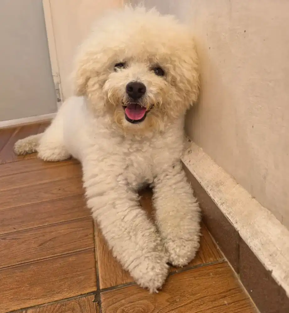 Bichon Frize Jantan banget
