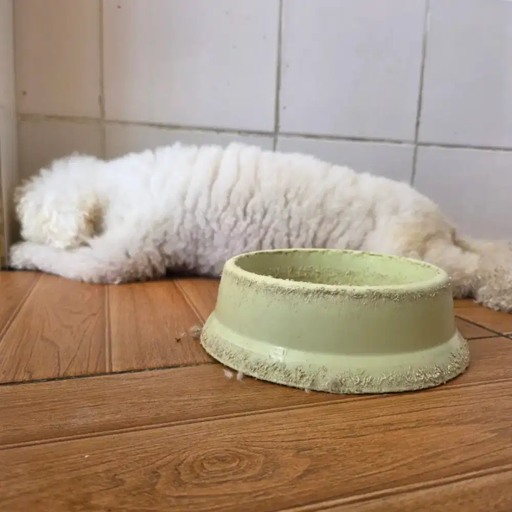 Bichon Frize Jantan banget