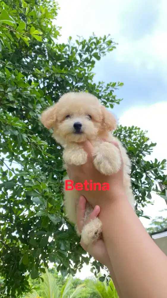 Apricot Toy Poodle ( Pure Breed ) Male & Female