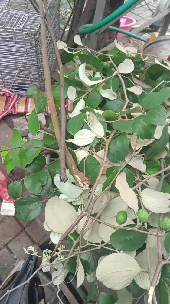 Dijual kayu Bidara 50rb/m