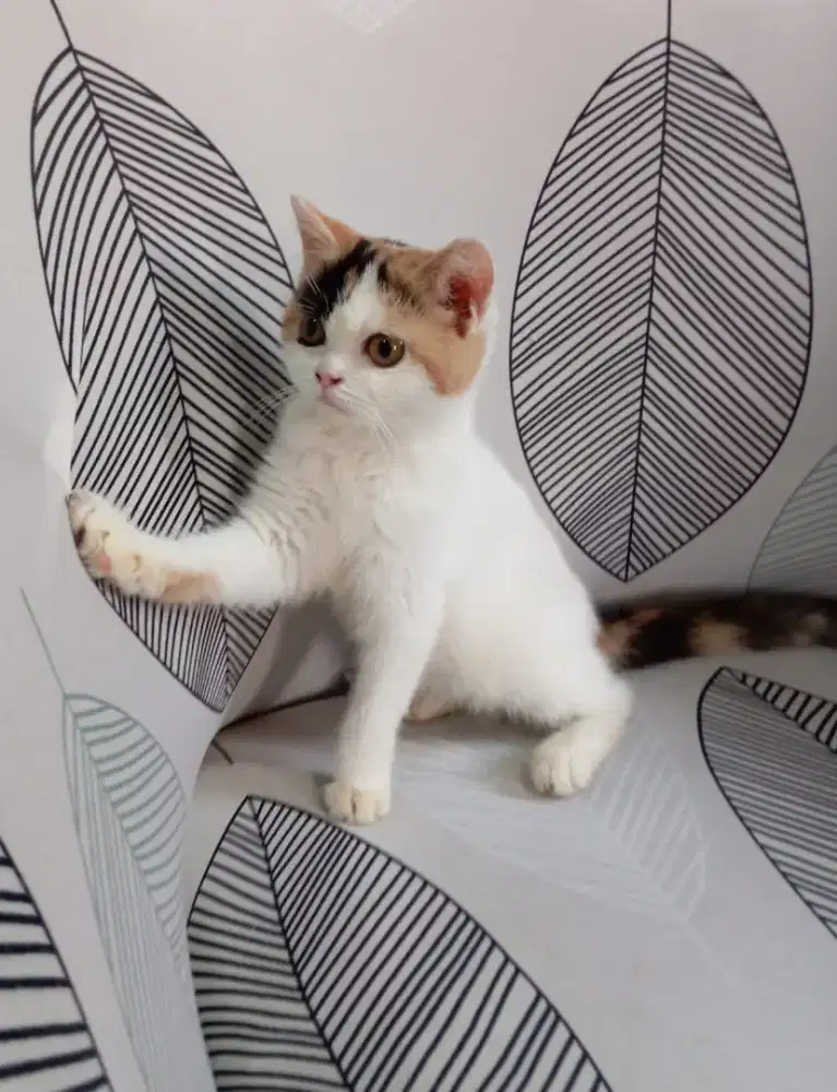 Kitten BSH Calico betina 4 bulan