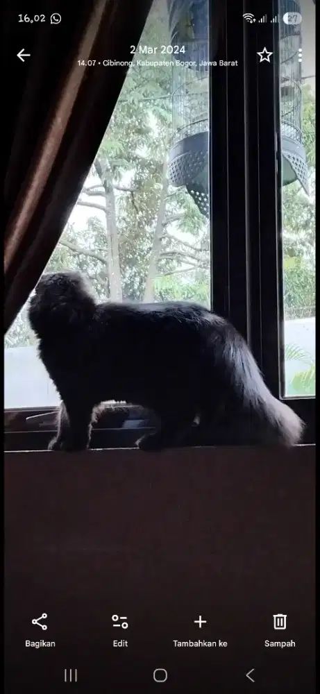 Kucing anggora hitam