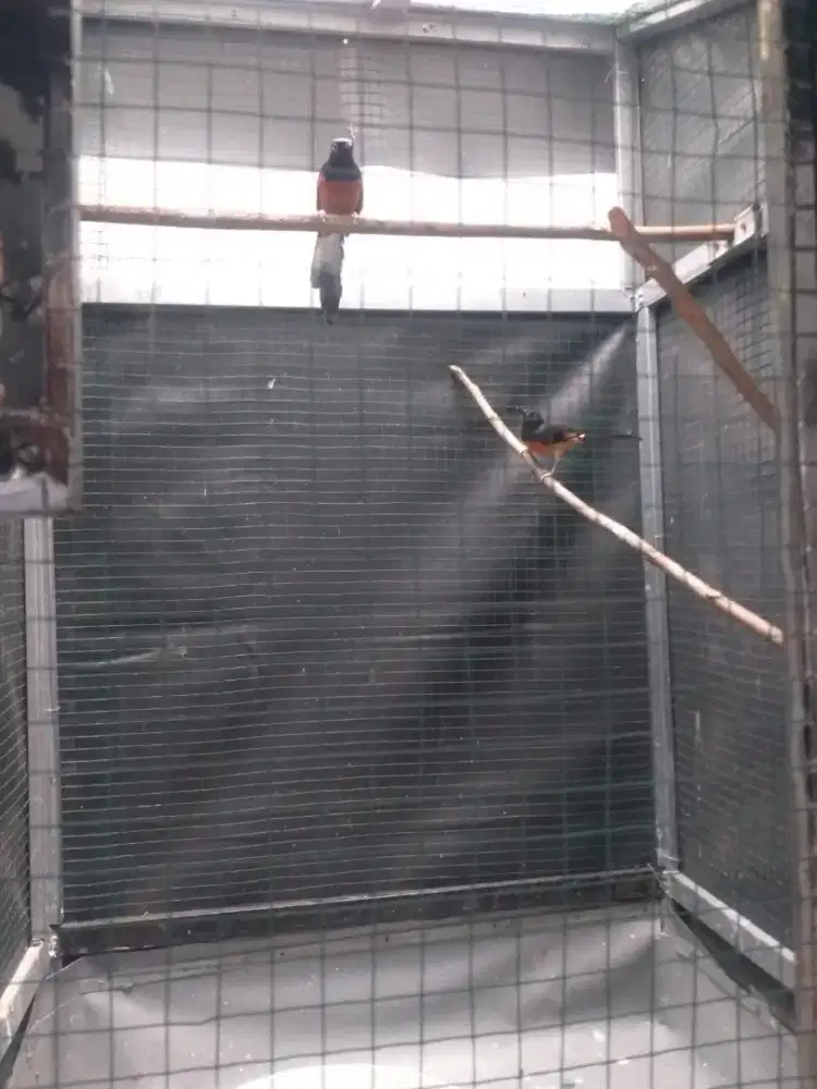 Dijual burung murai jantan blorok & betina blorok sepasang