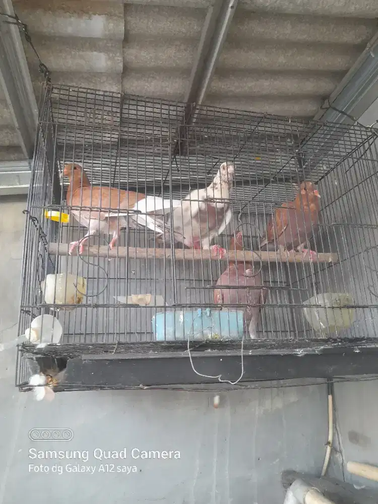 Burung dara satuan 25 rbu aja,ada jg giringan 75 silakan