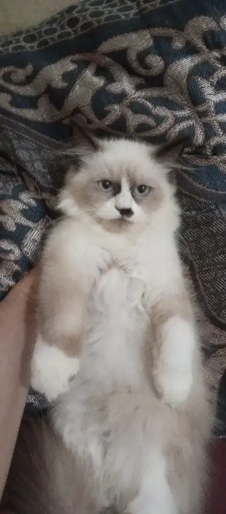 Reg Doll dua bulan pintar suka main cewe