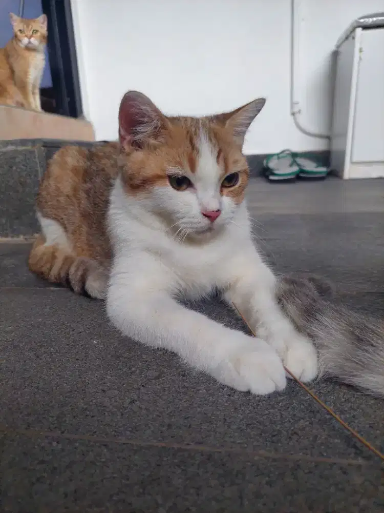 pure Bsh 7 bulan jantan golden Tabby