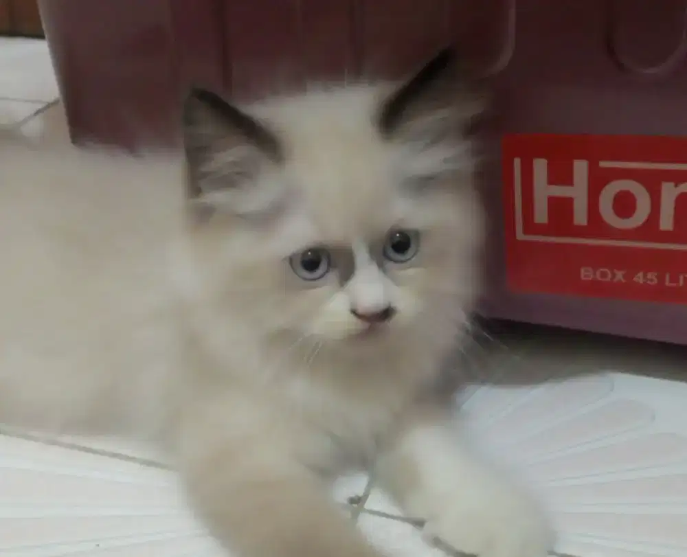 Reg Doll dua bulan cewe cantik