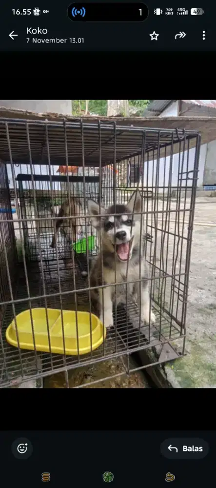 Anak anjing husky