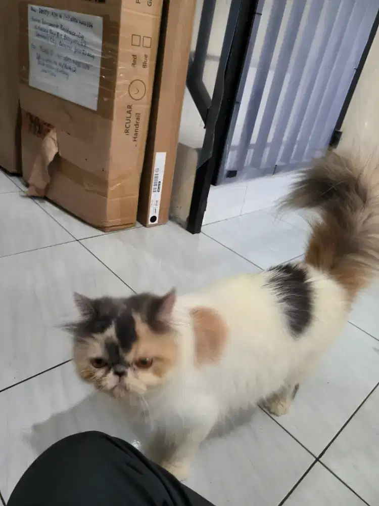 Lepas Adopt Kucing Peaknose Peaknose