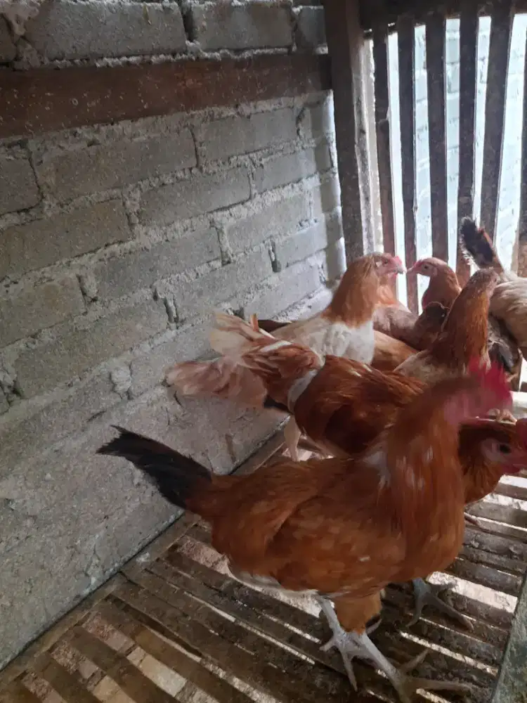 Edisi Pindahan, Ayam Elba 4 Plus Siap Produksi