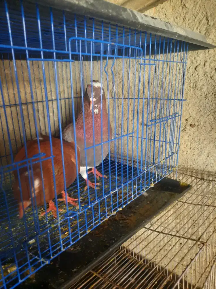 Burung dara 2 pasang trahan sendiri siap jadi player..