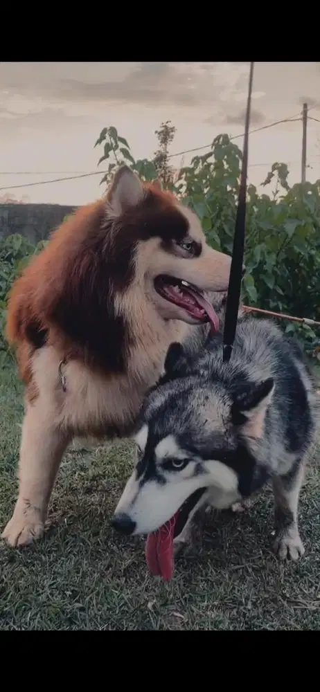 Husky baru kawin