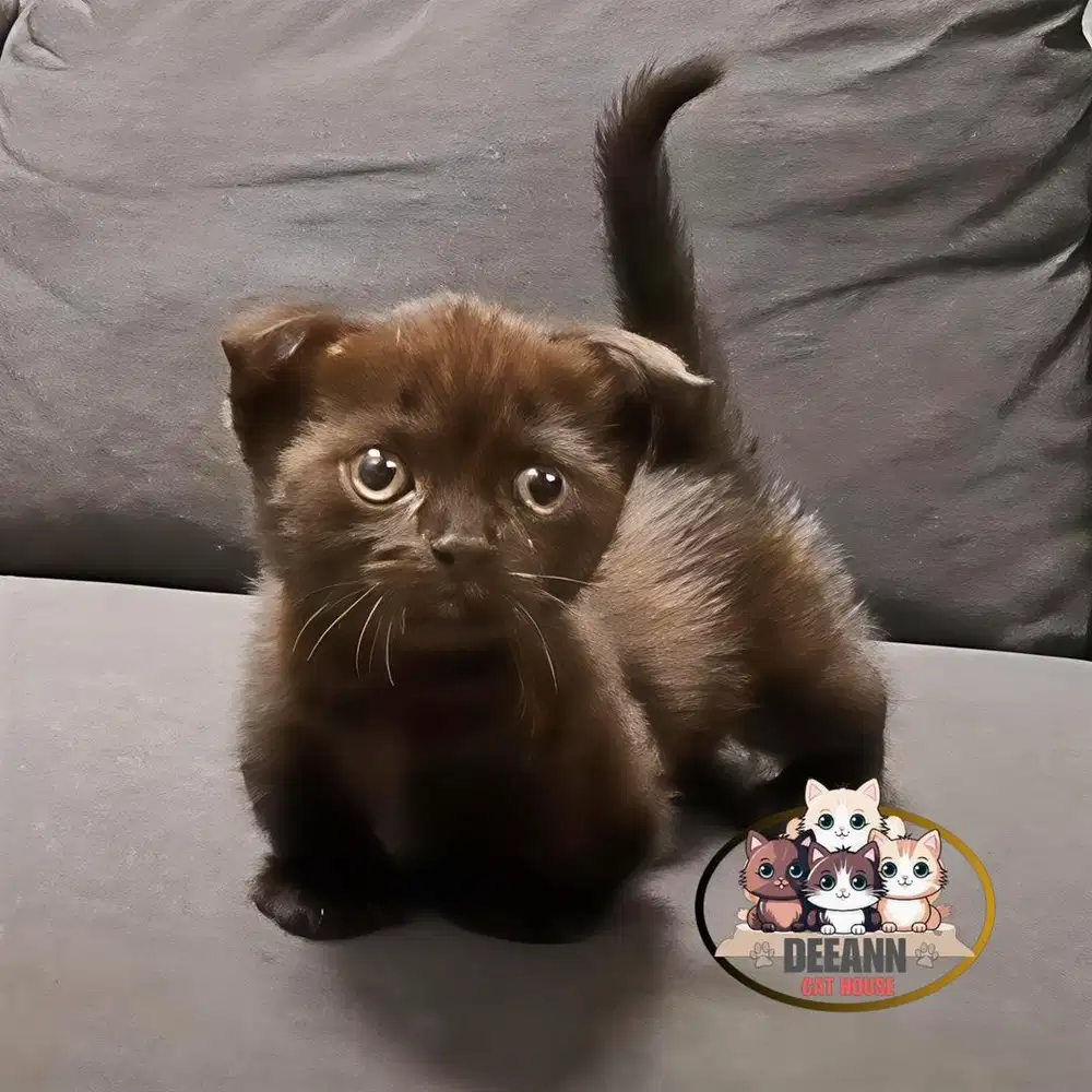 Kucing Munchkin Gaelic Fold Choco