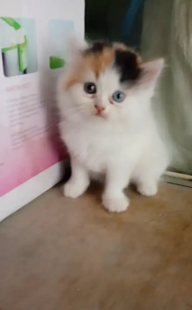 Open adopt kitten persia medium calico