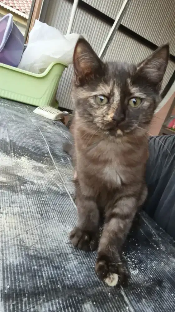 Kucing Kitten Persia