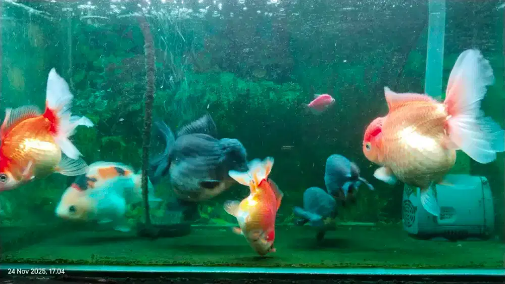 Di jual lengkap ikan mas koki