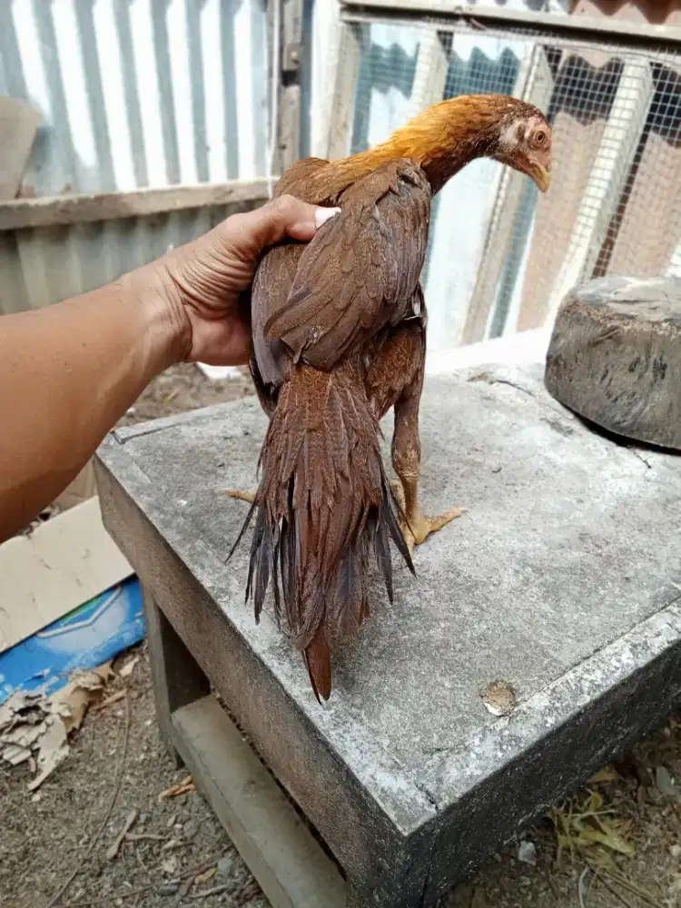 Ayam betina ekor lidi