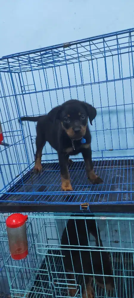 ANAK ANJING ROTTWEILER BETINA 100% ASLI DIGARANSI