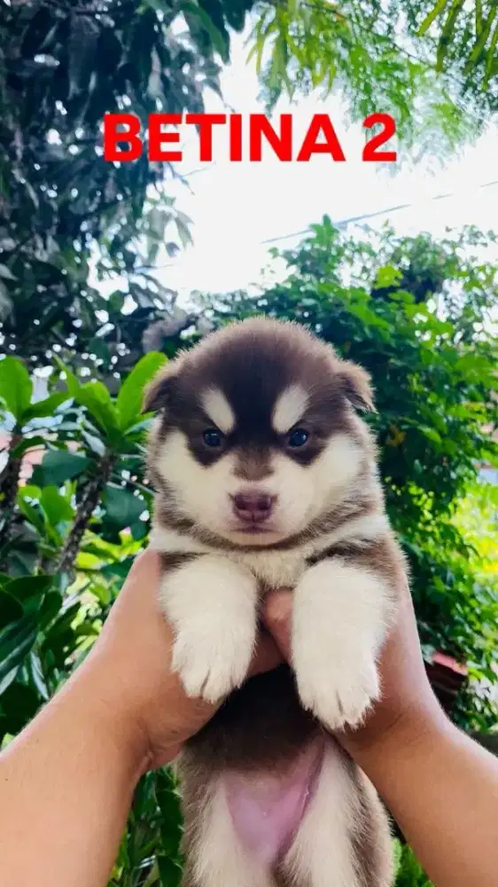 ANAK ANJING SIBERIAN HUSKY 100% ASLI DIGARANSI