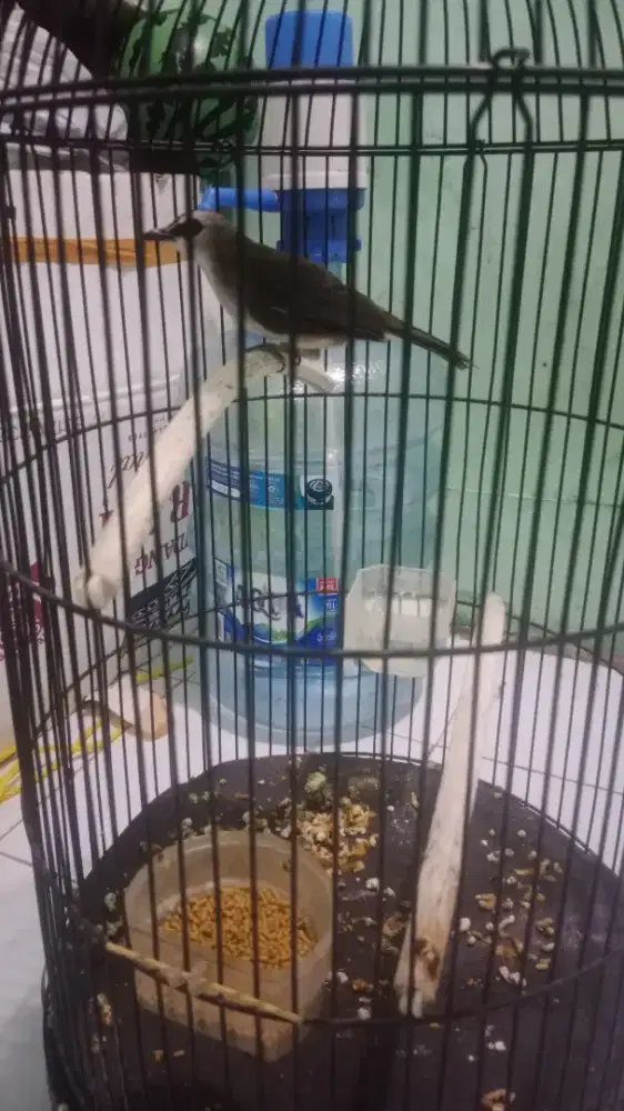 Jual burung trucukan lokal alam jinak+kandang 250 minat wa