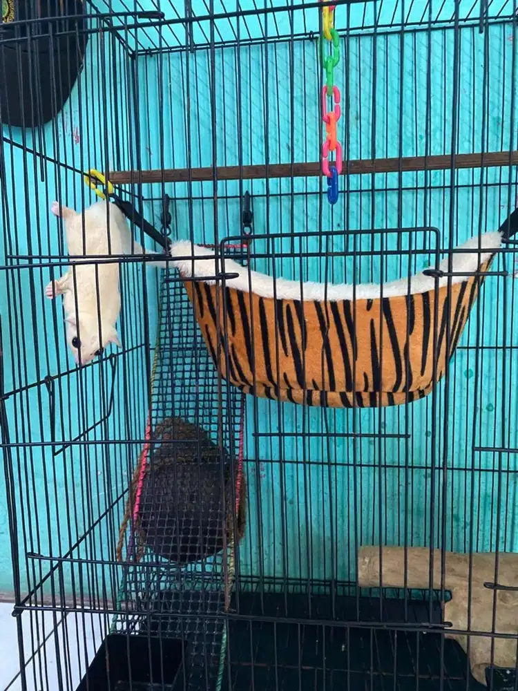 Sugar gleder leucistic jantan bentina