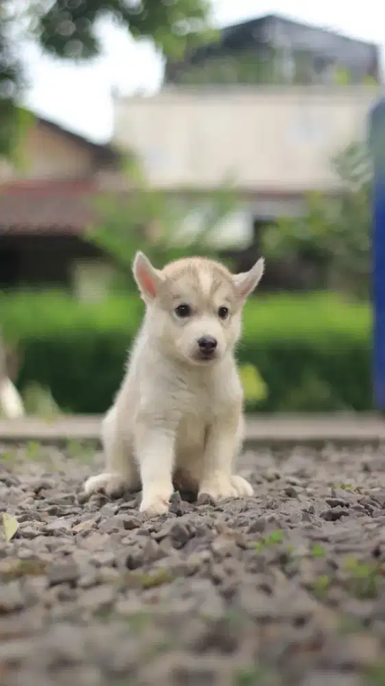 Siberian Husky Jantan
