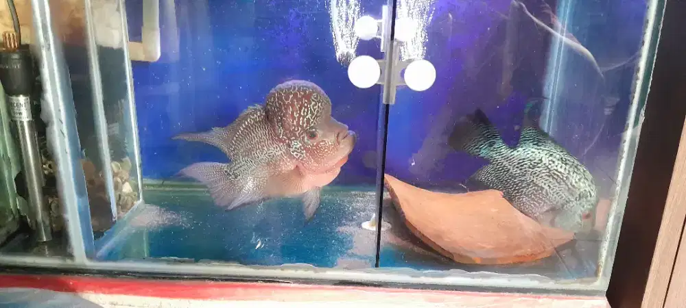 Ikan lohan bonsai SRD,sepasang