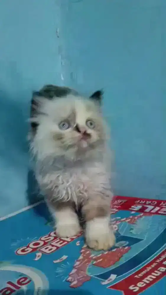 Kitten Persia Himalaya