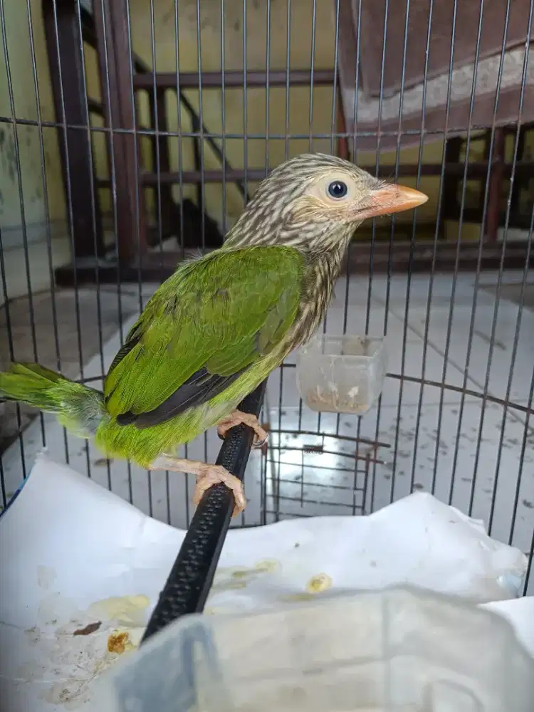 Burung hijau lucu