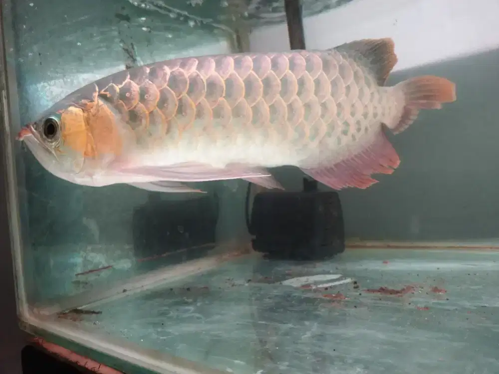 arwana super red ikan eksotic
