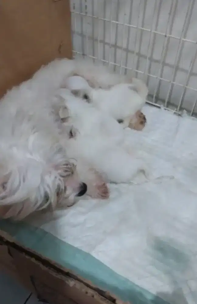 Anjing maltese 1 induk 4 anak non poddle pom