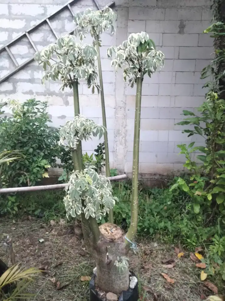 Pohon bonsai randu varigata