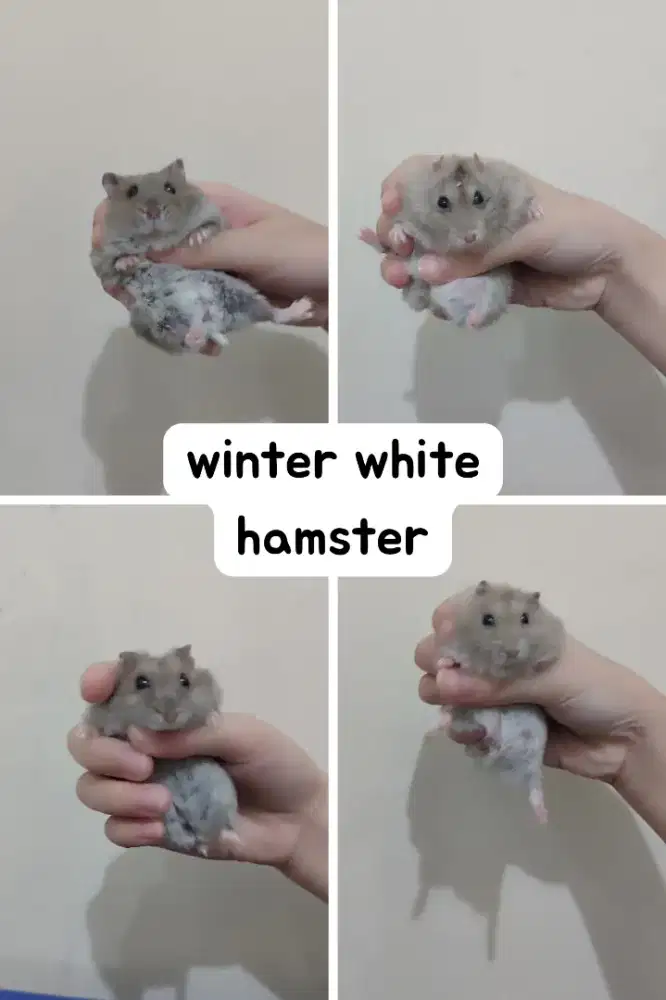 Hamster Winter white borongan