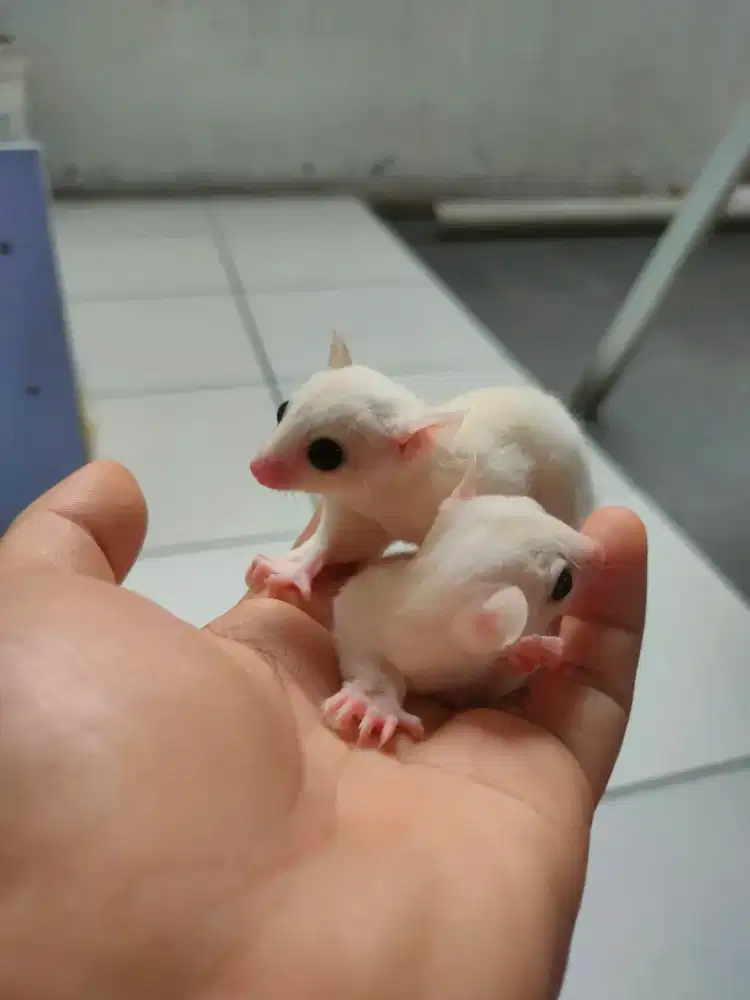 Sugar glider leucistic joey betina