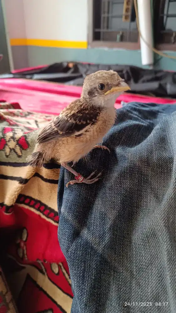 Anakan Cendet Madura