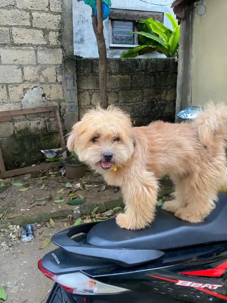 SHIH POO JANTAN