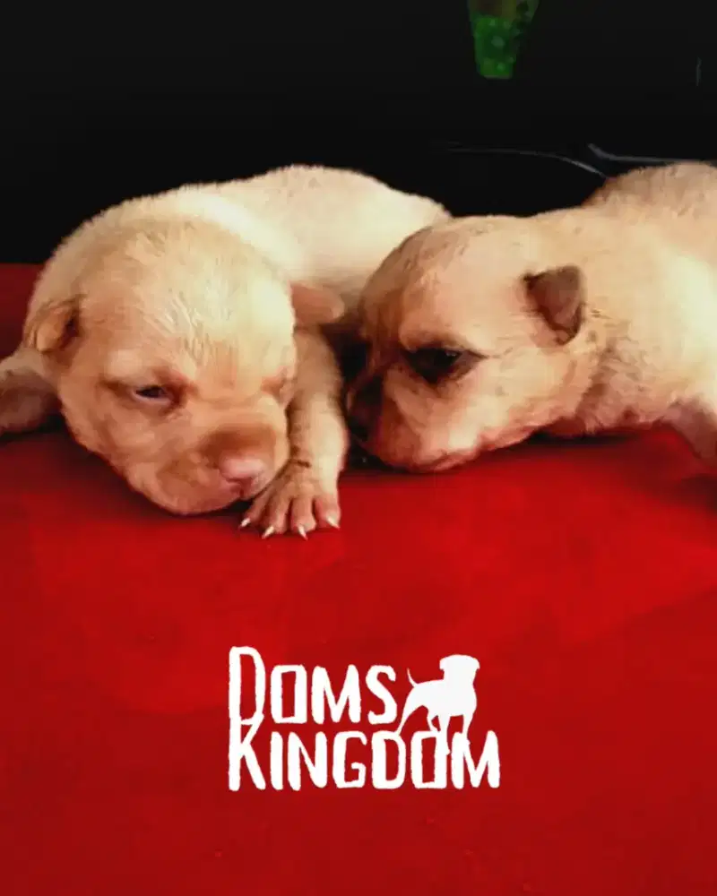 ANAK ANJING PITBULL , OPEN BOOKING, BLOODLINETOP