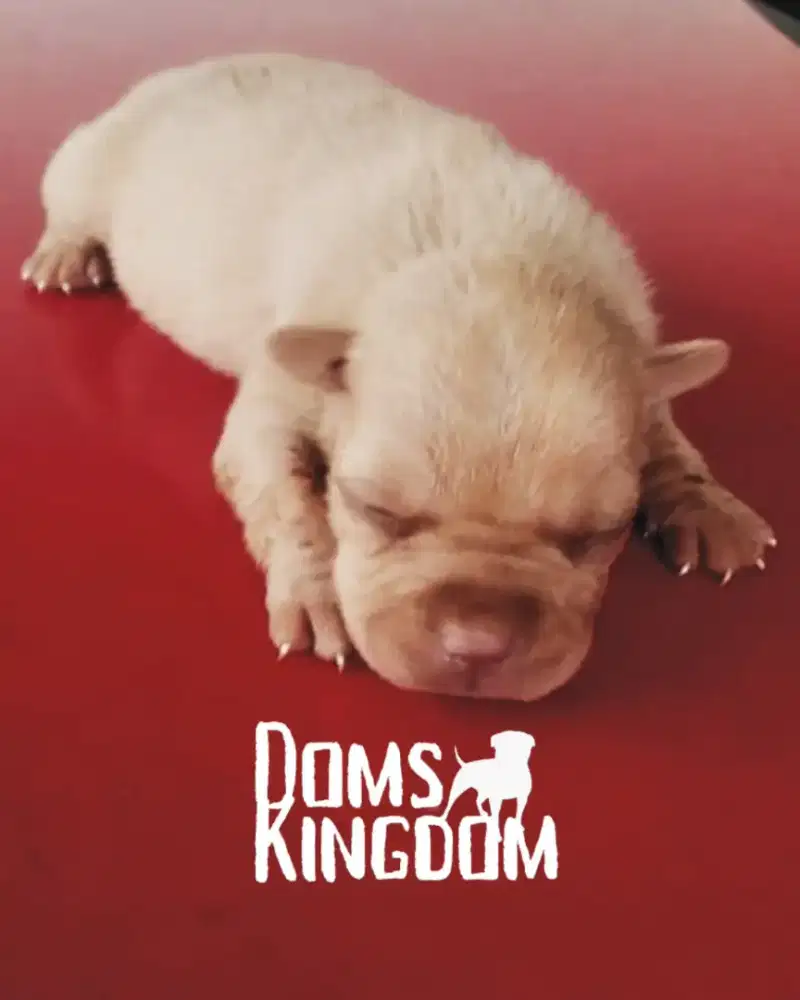 ANAK ANJING PITBULL , OPEN BOOKING, BLOODLINETOP