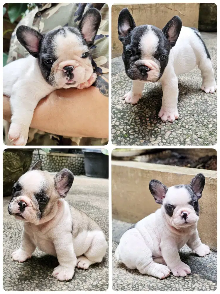 French bulldog pied Russian x hungarian bloodlines