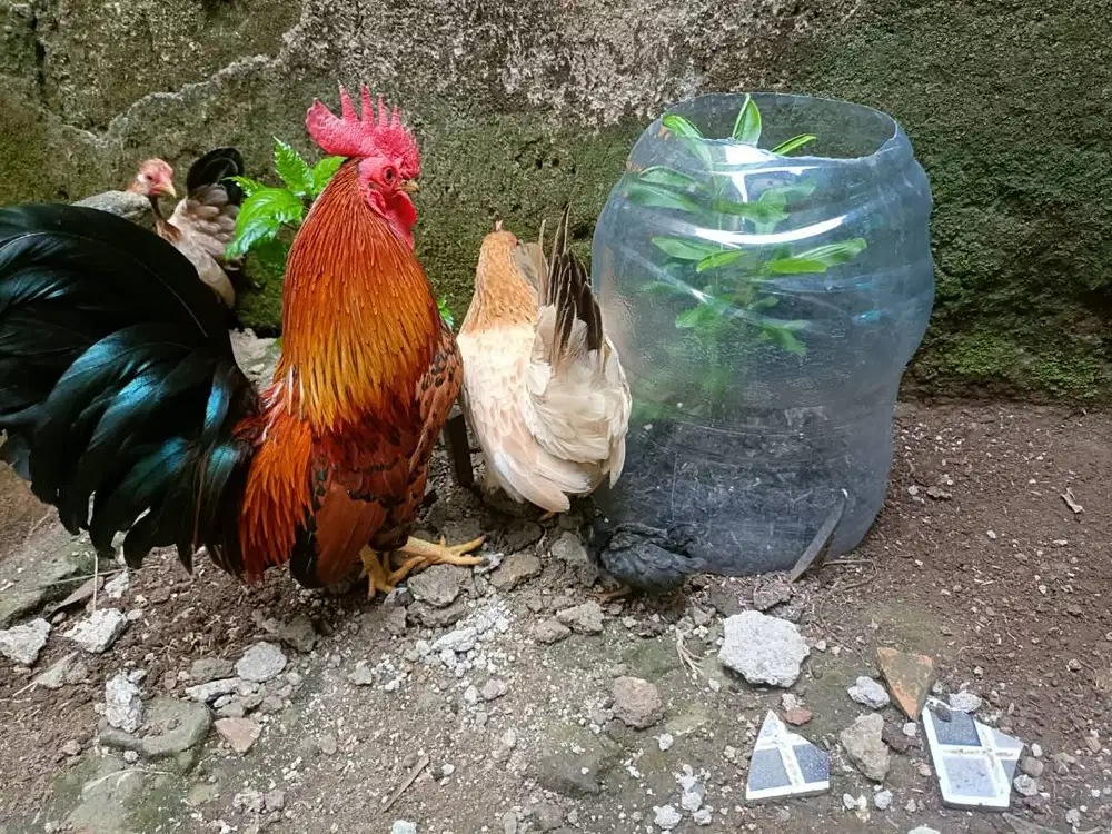 Jual Ayam Kate Mini Sehat & Aktif