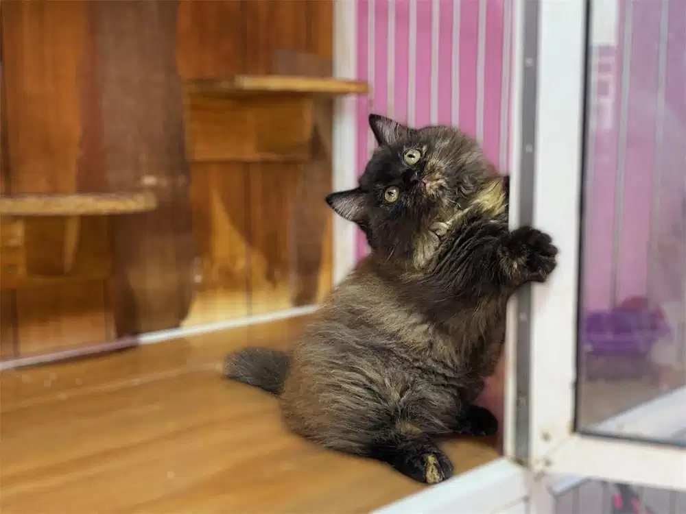 Kucing kitten munchkin smoke