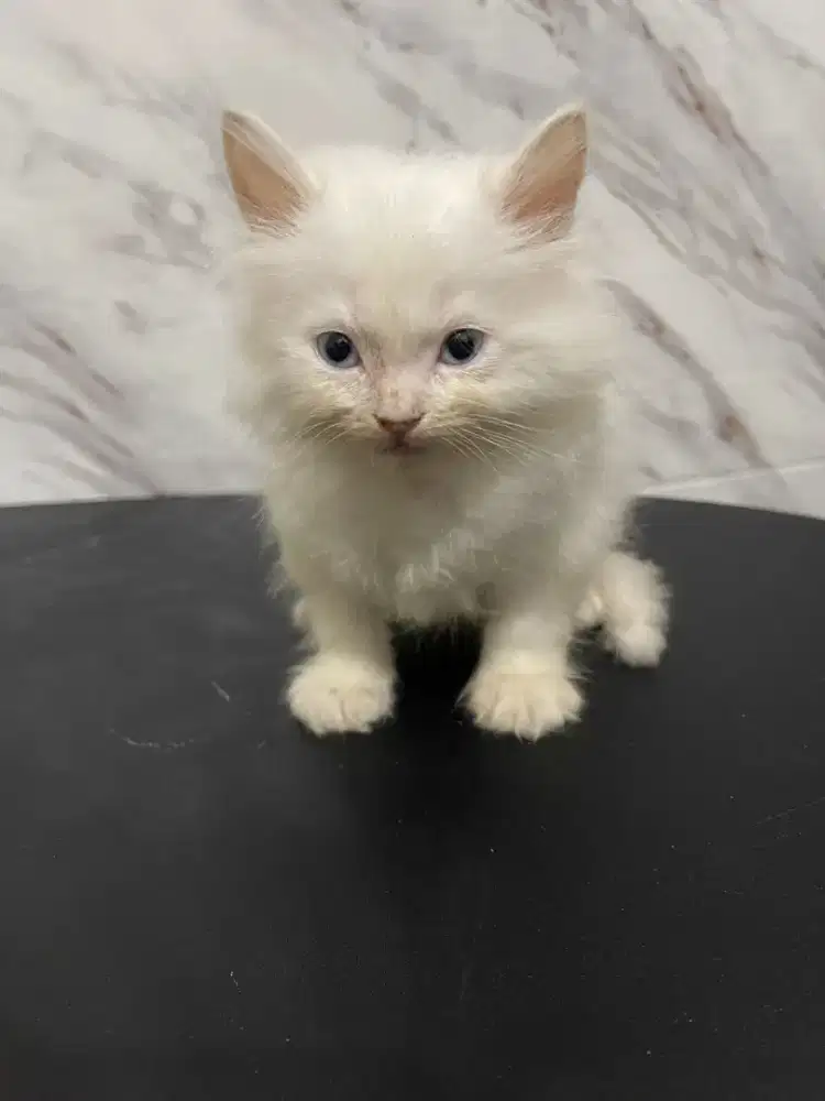 Kitten Persian Norwegian 2.5 bulan