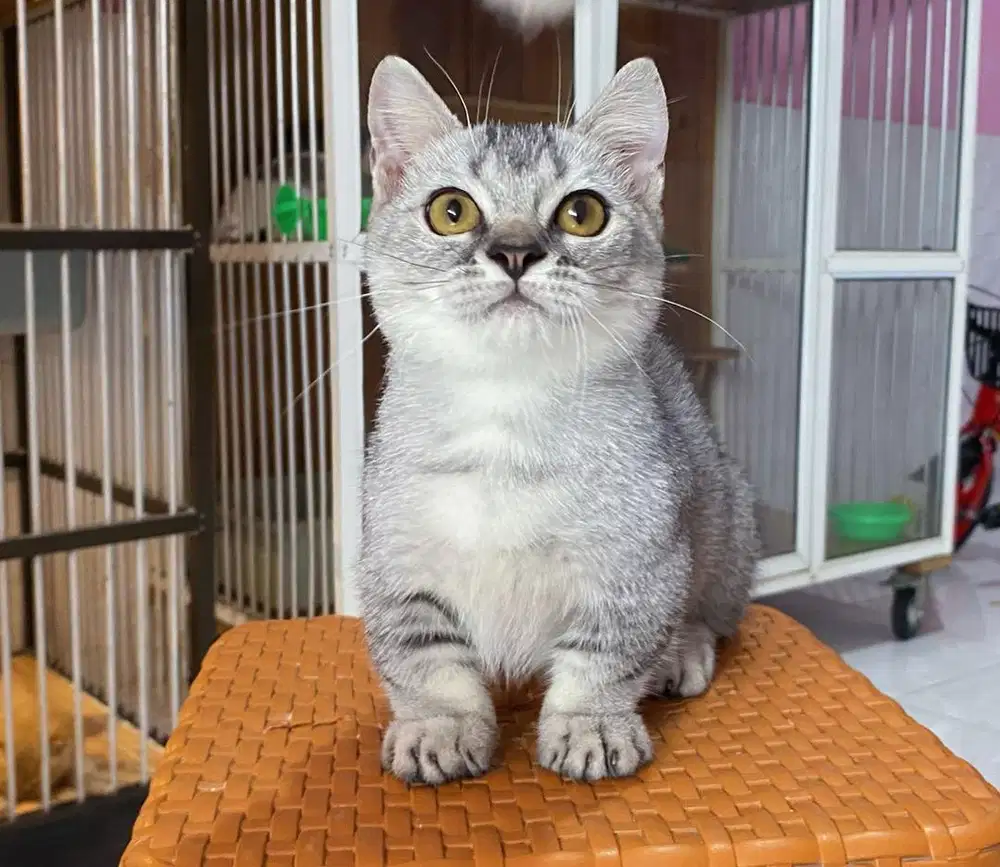 Kucing kitten munchkin bsh silver jantan