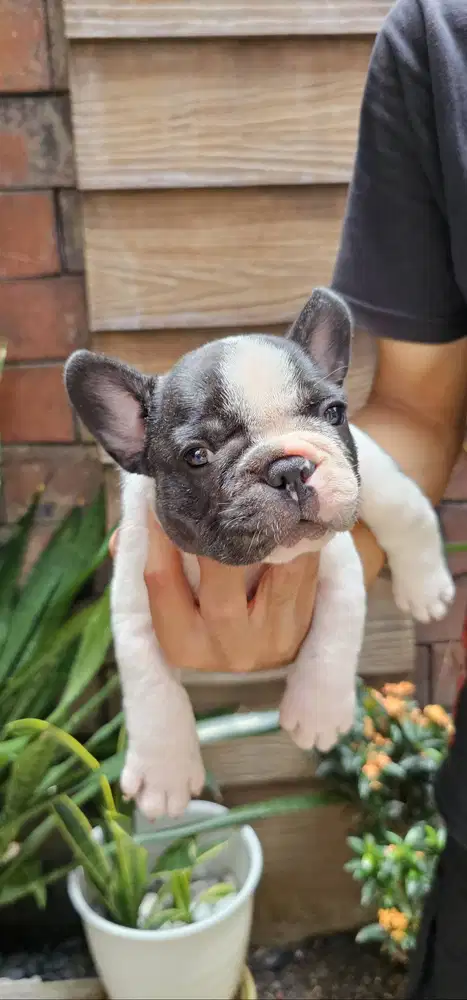 French bulldog pied Russian x hungarian bloodlines