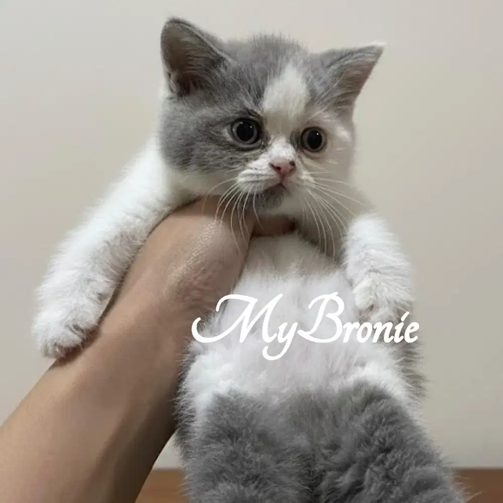 Kucing british shorthair betina