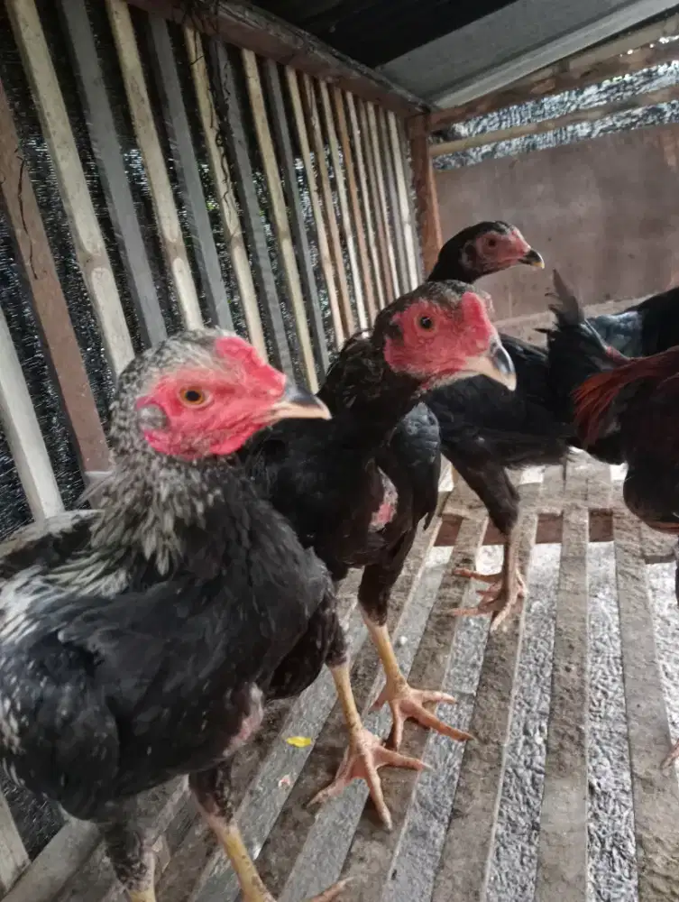 Ayam jago kampung asli